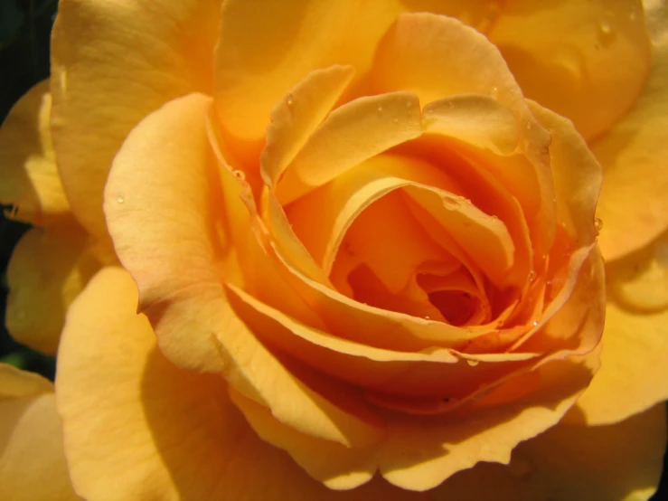 a large yellow rose with drops of dew