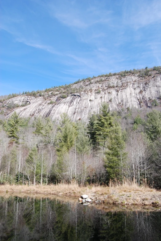 a forested area with many trees and a mountain