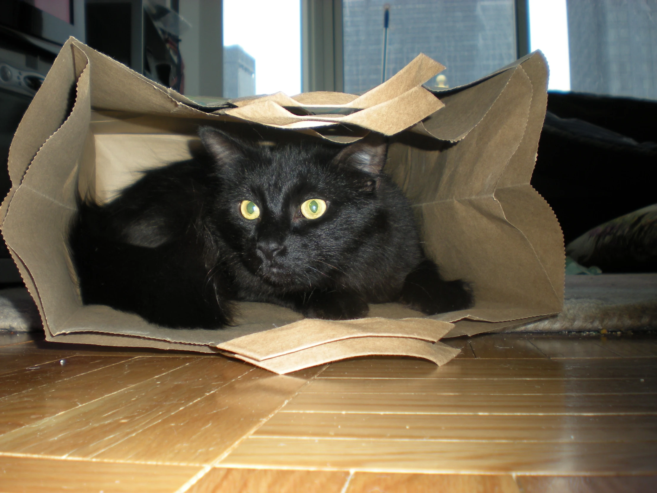 a black cat is in a brown bag