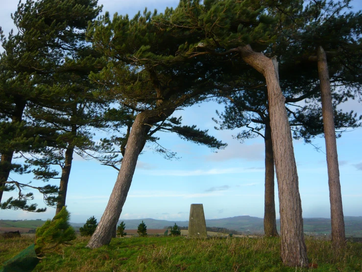 a number of trees on a hill near a large stonehenge