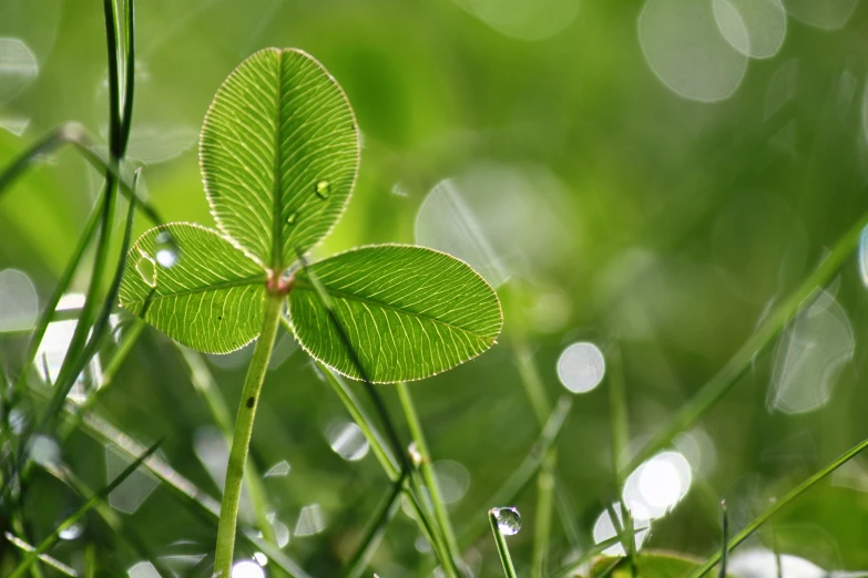 a single four leaf clover in the grass