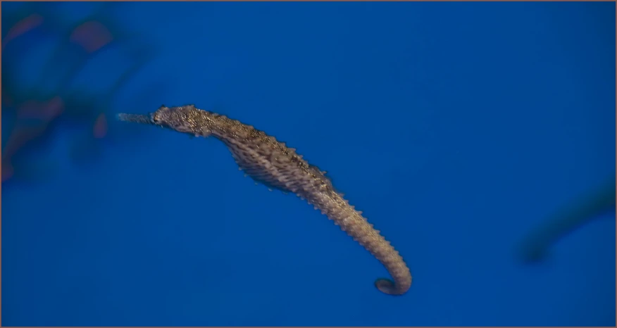 a small seahorse is flying in the blue sky