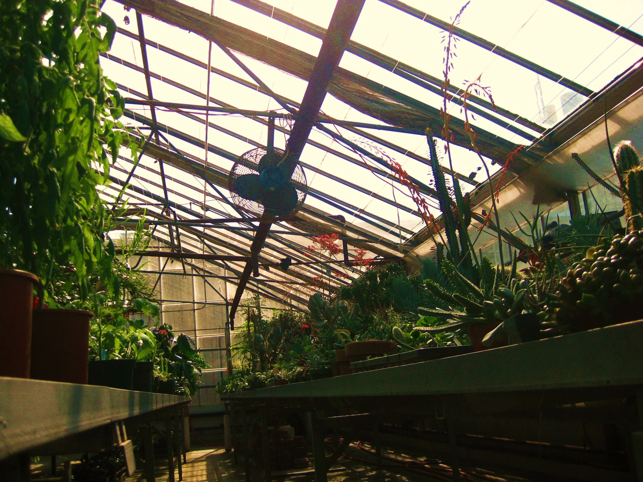 there are many plants inside of a small greenhouse