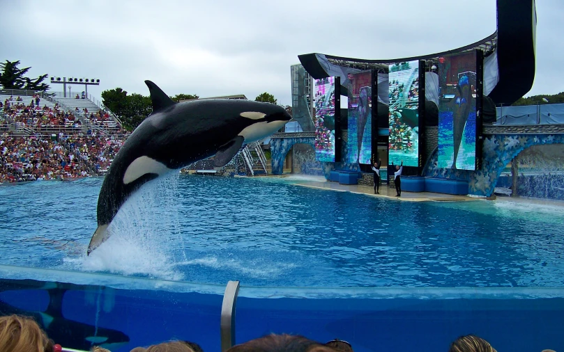 an orca jumping from the water with its trainer