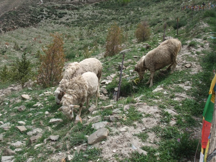 two sheep are on the side of a hill eating grass