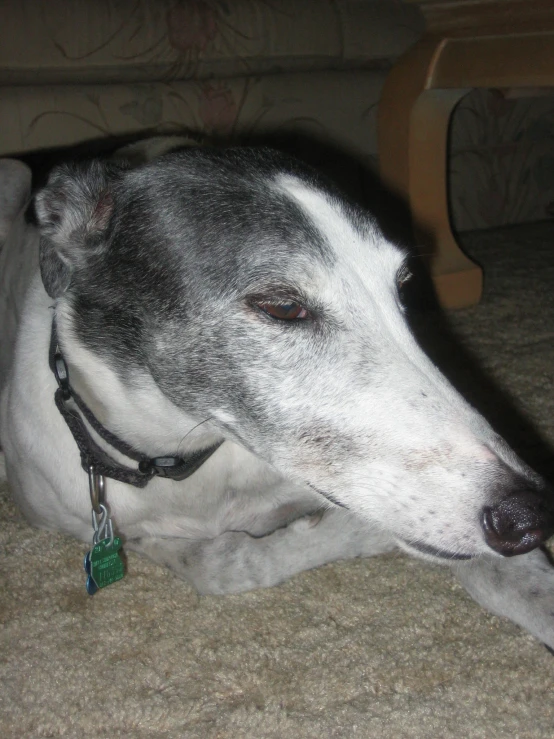 the grey and white dog is resting on the floor