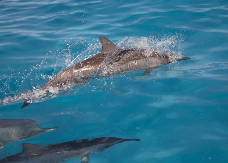 a dolphin playing in the water with three dolphins