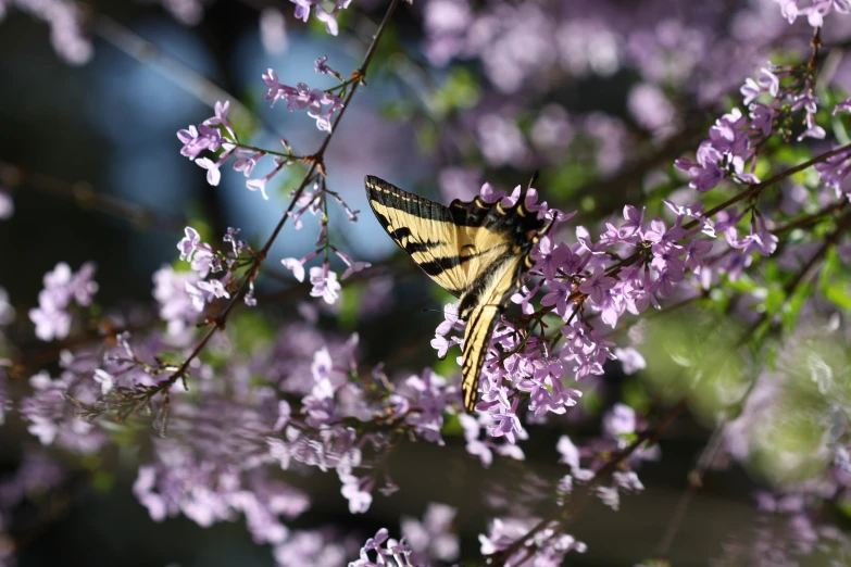 a close up view of a erfly sitting on a flower nch