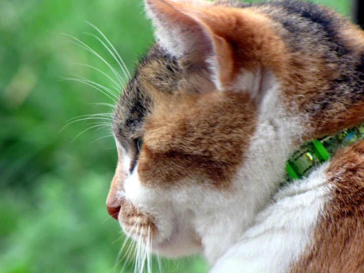 a close up view of a cat outside, looking out