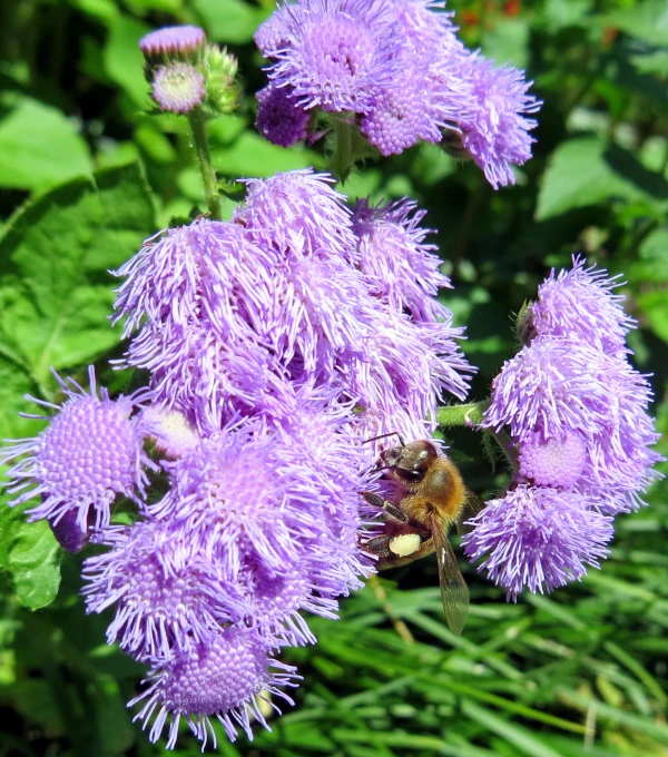 a bee is resting on some purple flowers