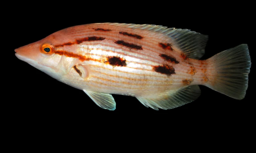 a small fish is standing on the black background