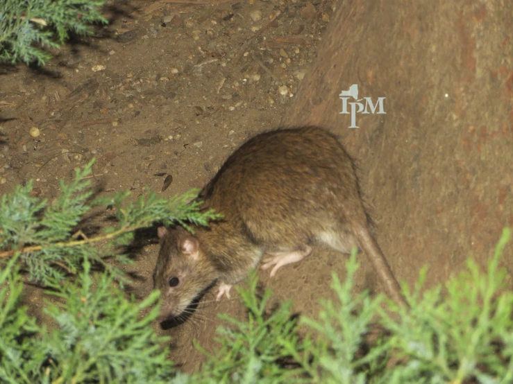 a small brown rat is in some bushes