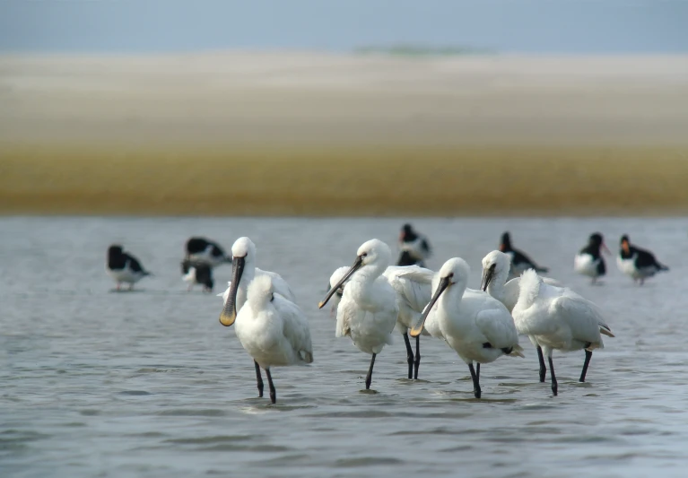 white birds wading through the water on a beach