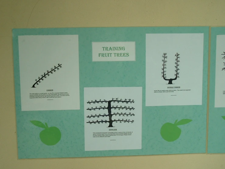 several diagrams on fruit trees set up in a classroom
