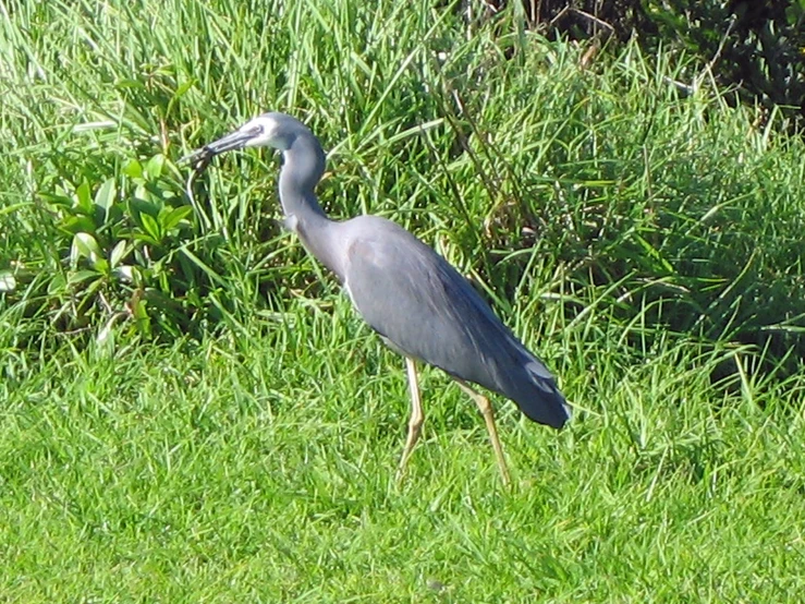 an image of a bird that is standing in the grass