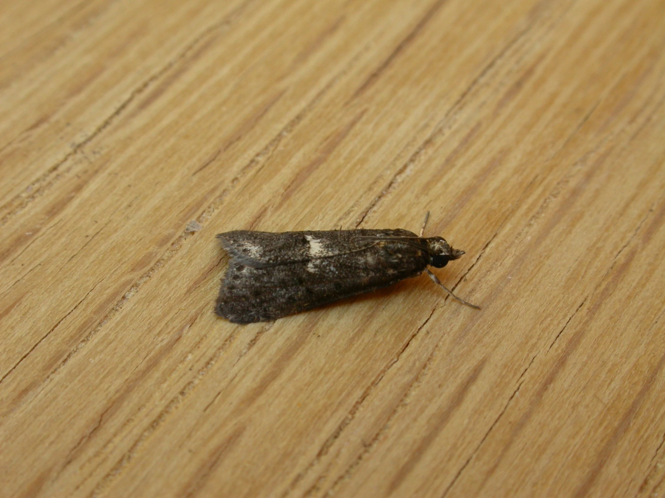 a grey moth on a wood surface