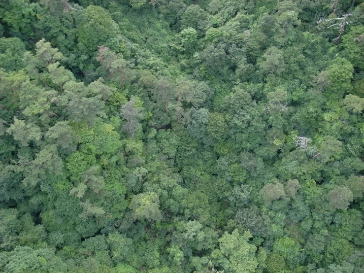 overhead view of trees in a forest filled with leaves