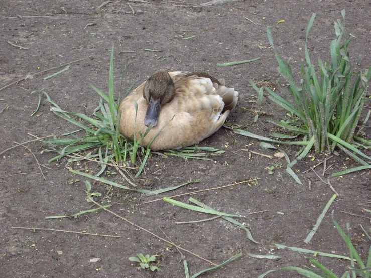 a duck is sitting on the ground near green plants