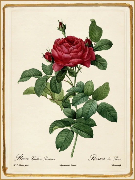 a picture of a red rose that has been grown