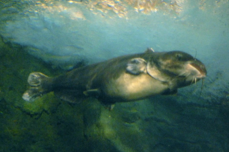 a seal swimming in a body of water