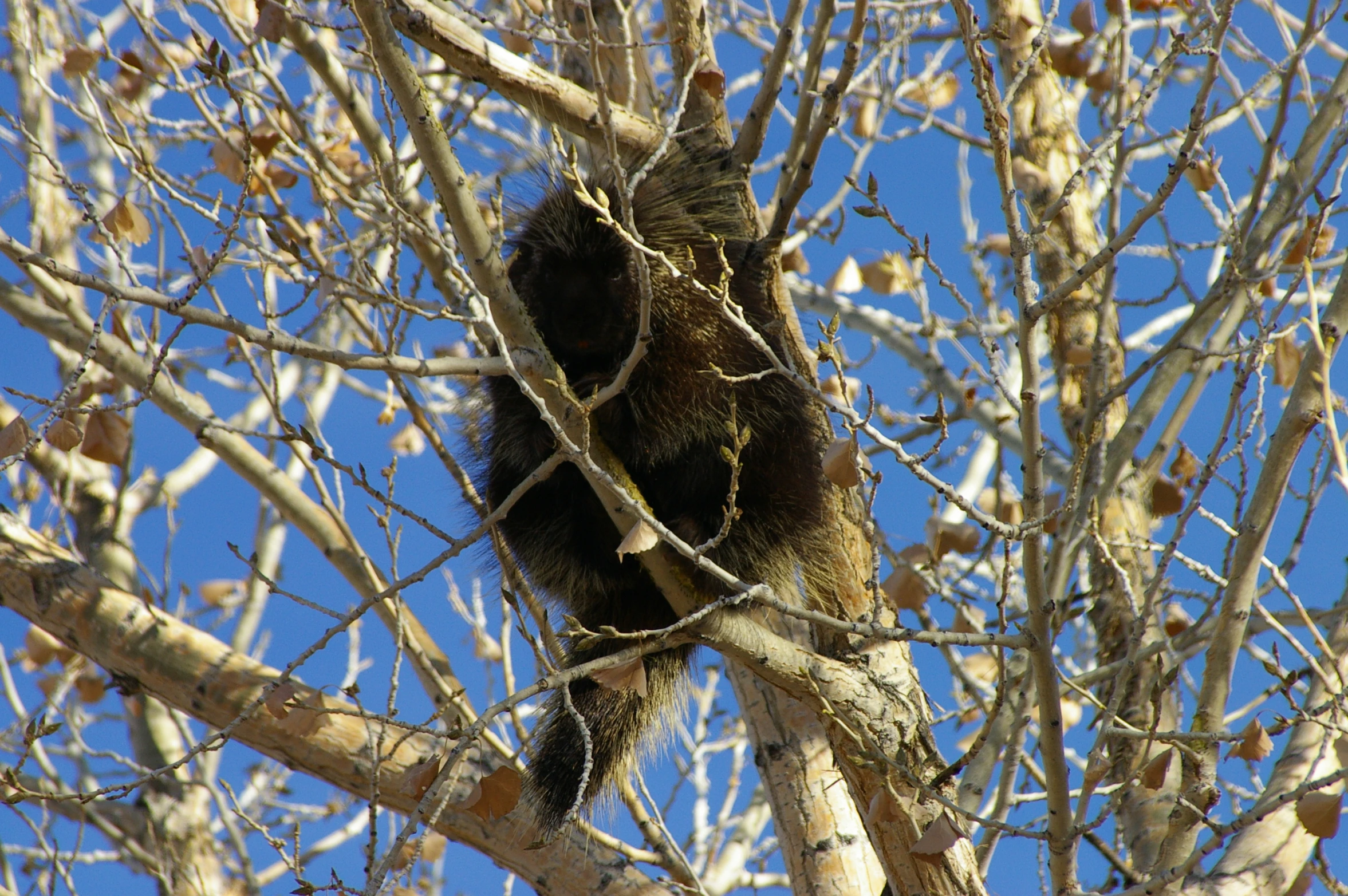 there is a cat that is sitting in the tree