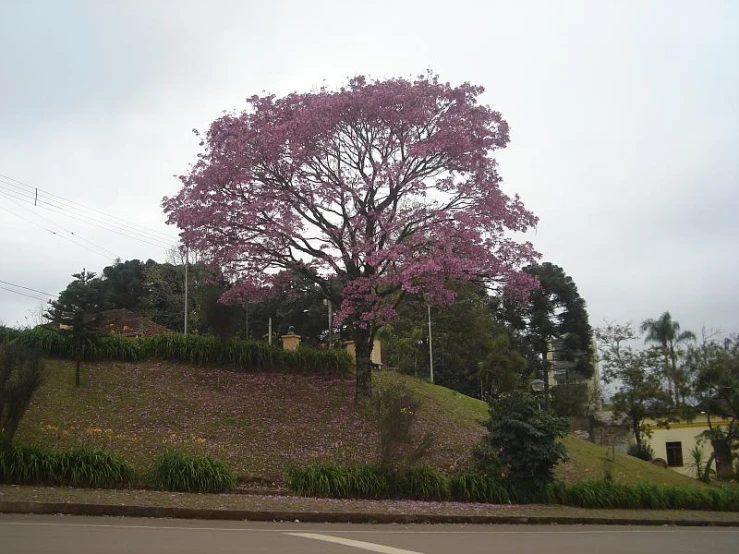 a tree with lots of purple flowers on the grass