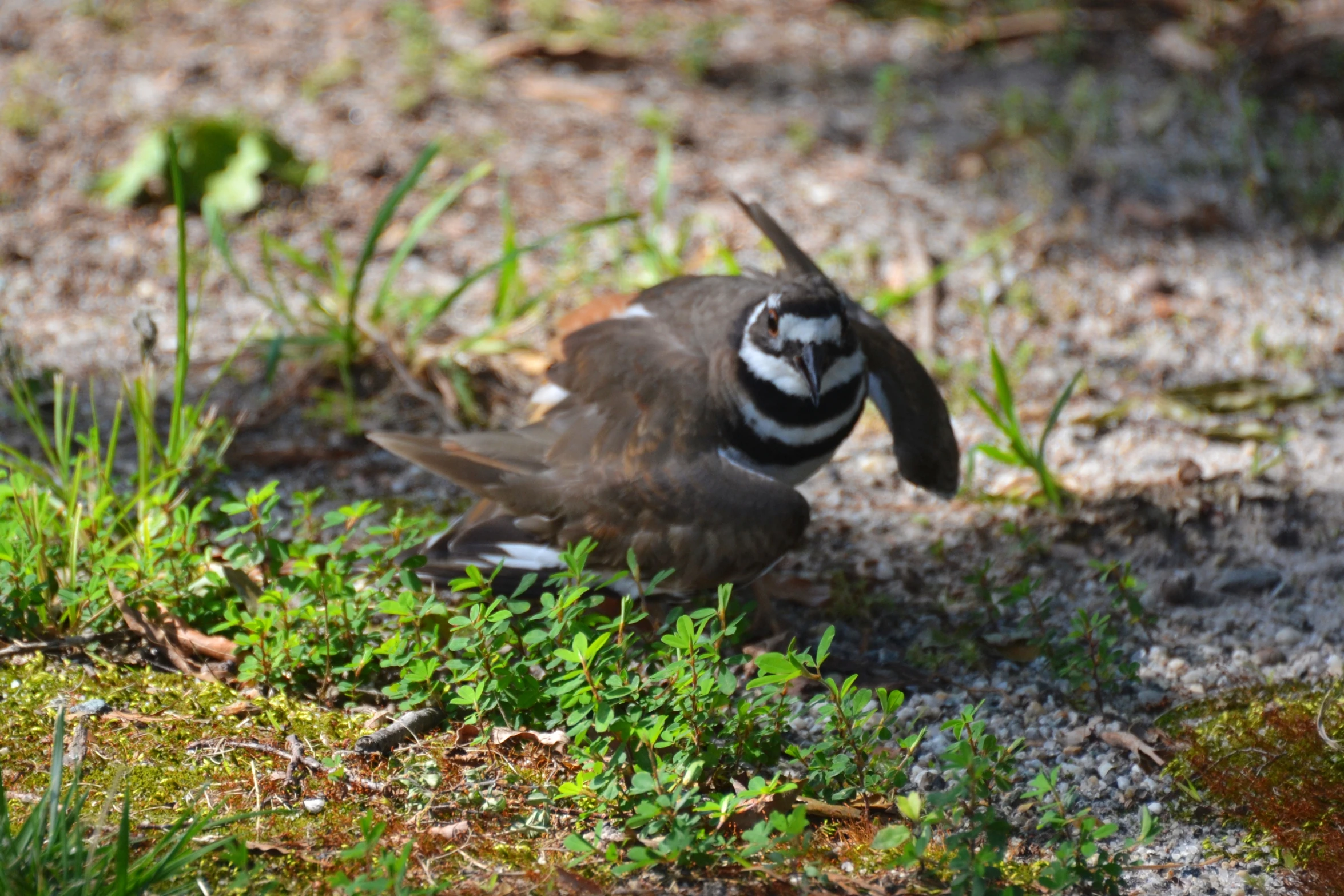 a small bird is resting in a patch of grass