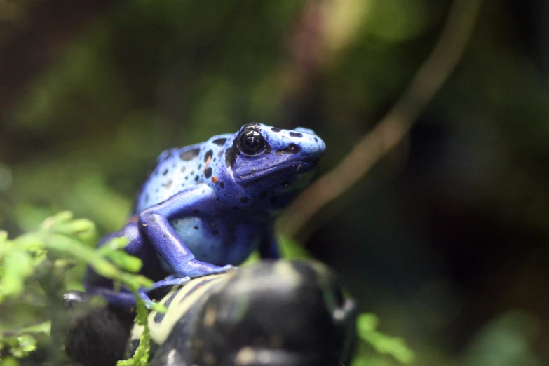 a frog sitting on top of plants