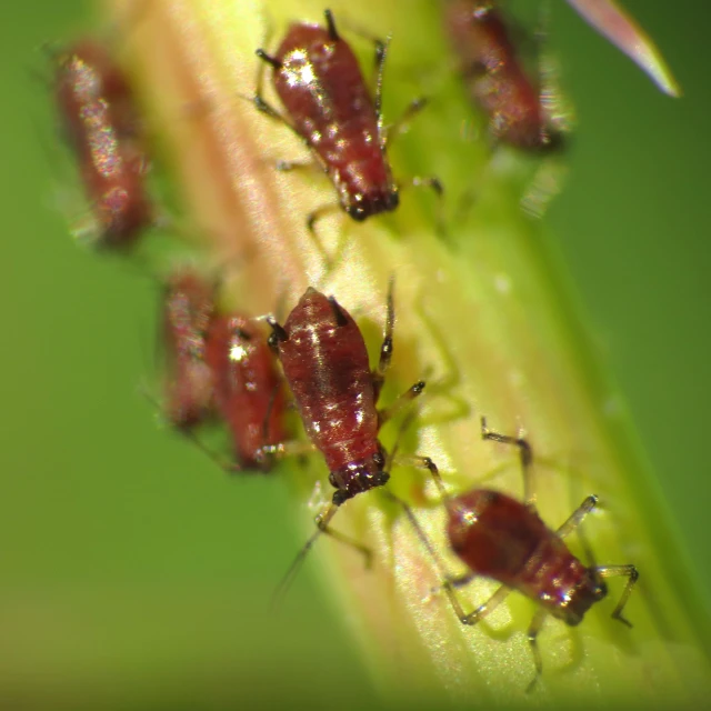 four red bugs are lined up on a plant stem