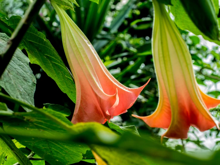 an orange flower in the middle of green leaves