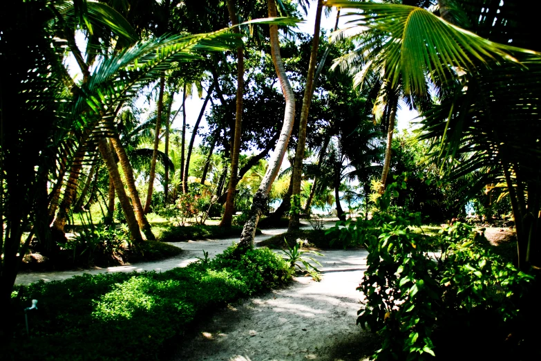 the path is next to many palm trees