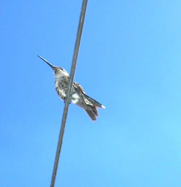 a hummingbird sits on a telephone pole with sky in the background