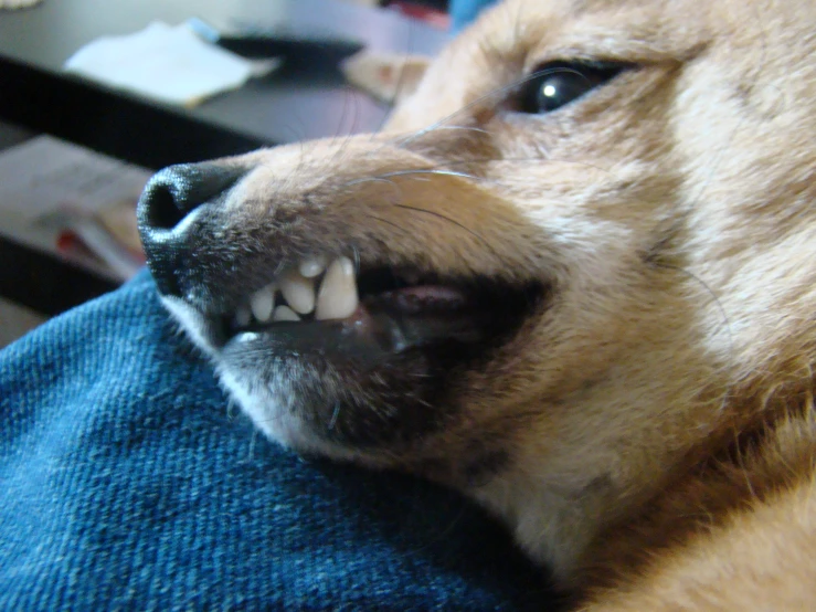 the smiling dog is being brushed on the couch