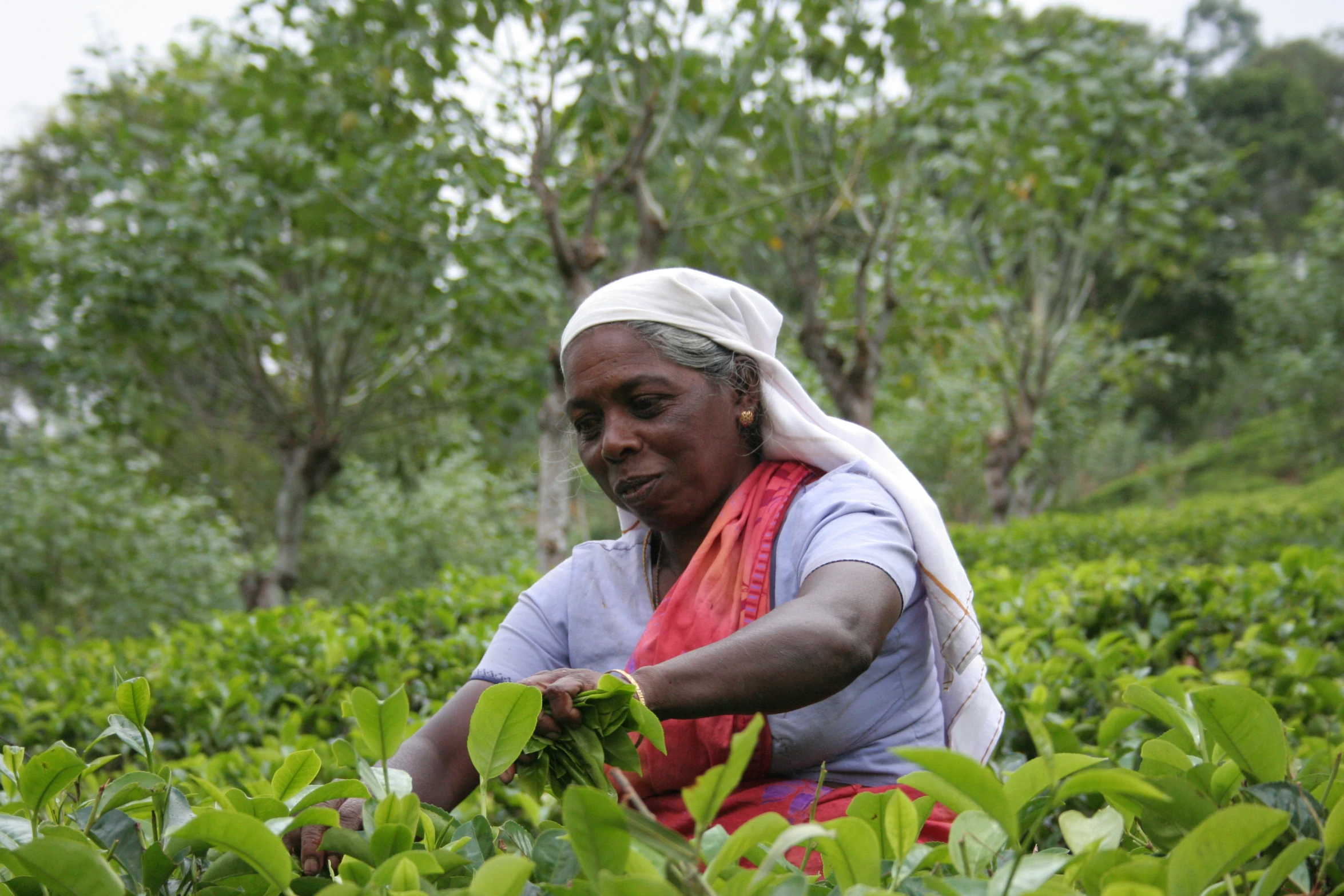 a woman picking tea leaves on a farm