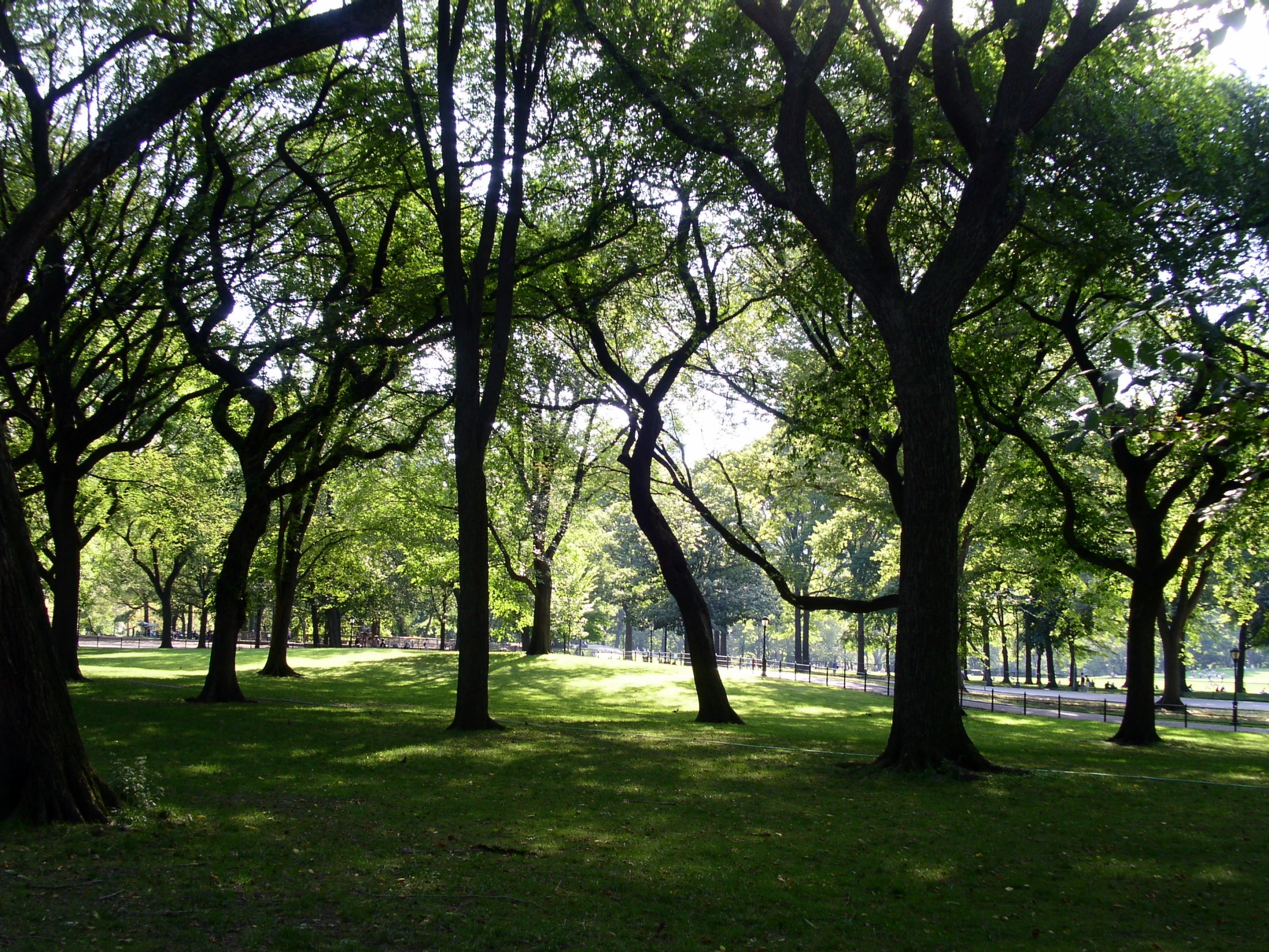 several trees in the grass in a park