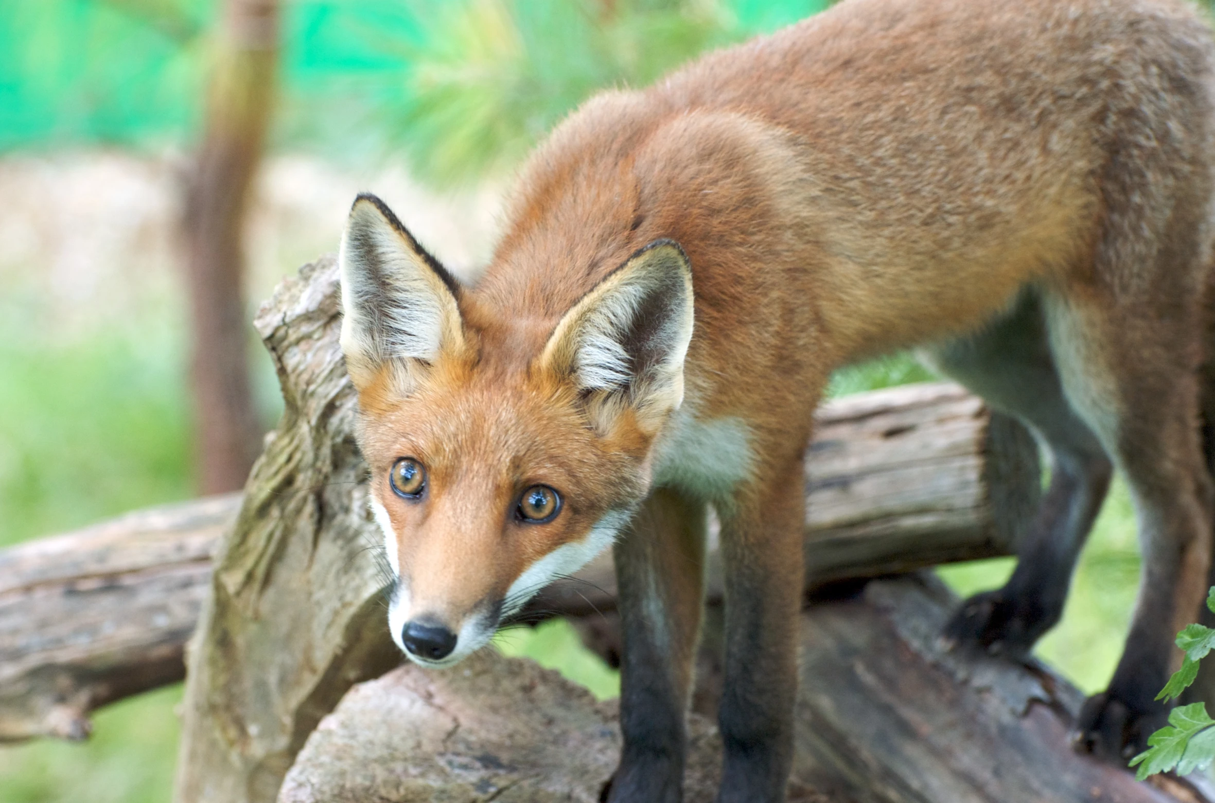 a baby fox standing on some wood near a log