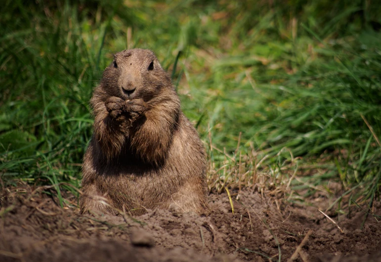 a furry beaver sitting in the dirt, with his hands covering it