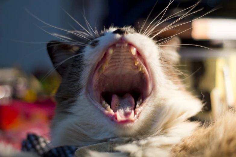 cat opens its mouth wide with open teeth and big tongue