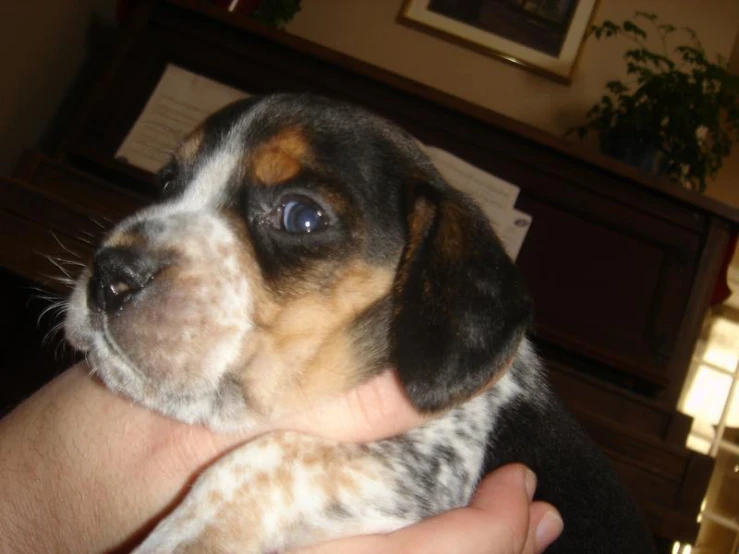 small dog being held in the palm of someones hand