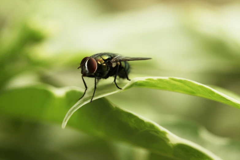 a close - up of two bees sitting on top of a green leaf