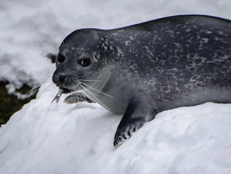 the grey seal is standing in the snow