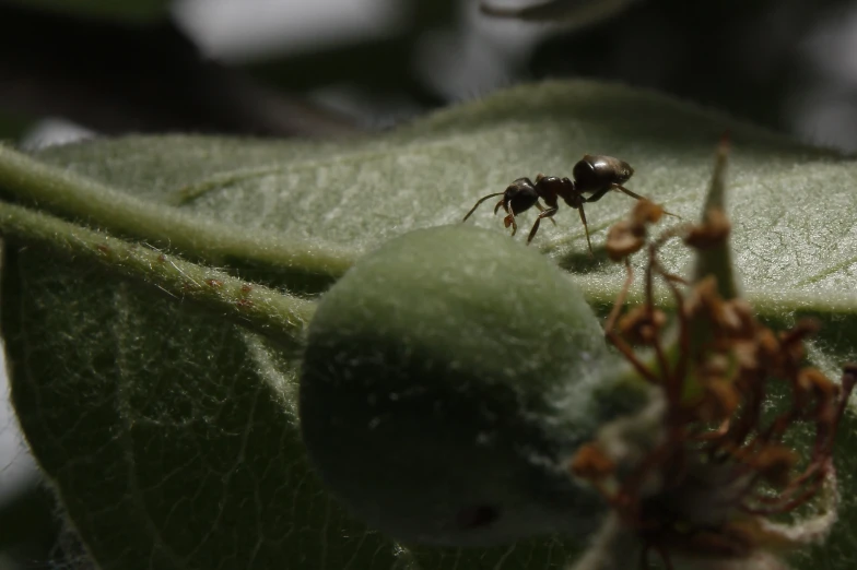 a fly resting on a flower in the sun