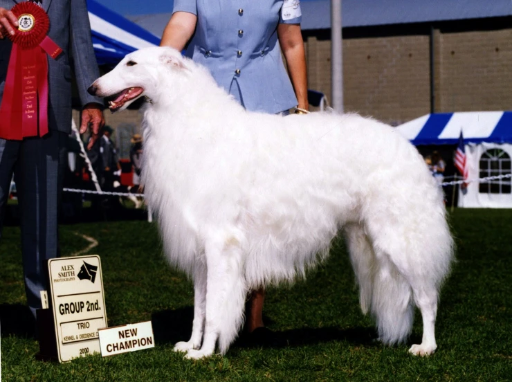 a large white dog standing on top of a green field