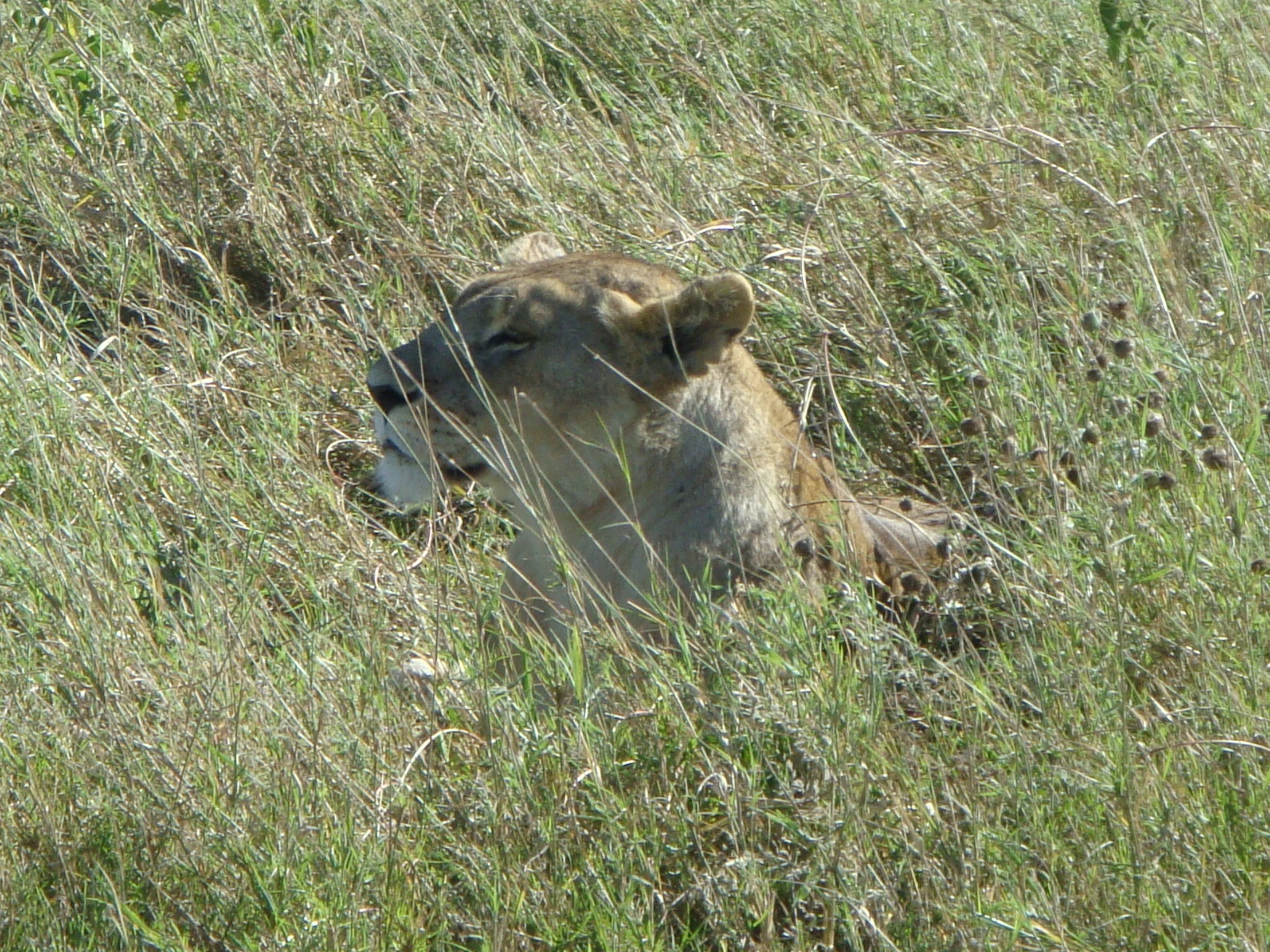 the lion is relaxing in the tall grass