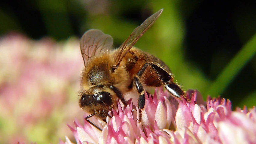 a bee on the petals of a pink flower