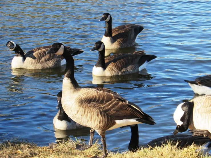 four geese are drinking in the water by the shore