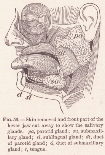 an old drawing of a head and neck with a large ear