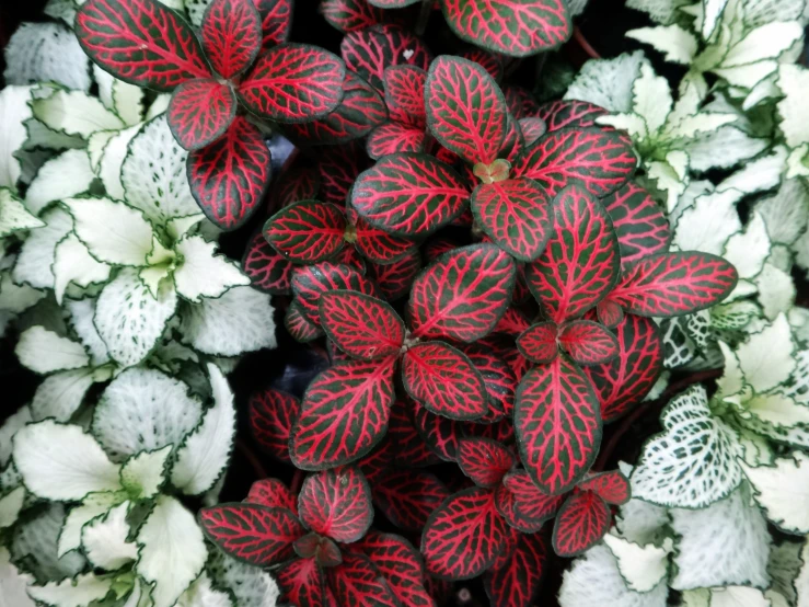 several plants that are red and white