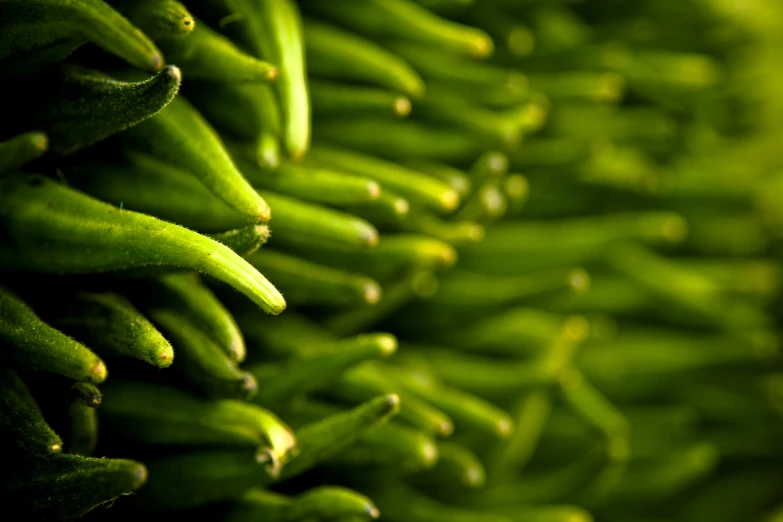 many pieces of green beans are hanging close to the ground