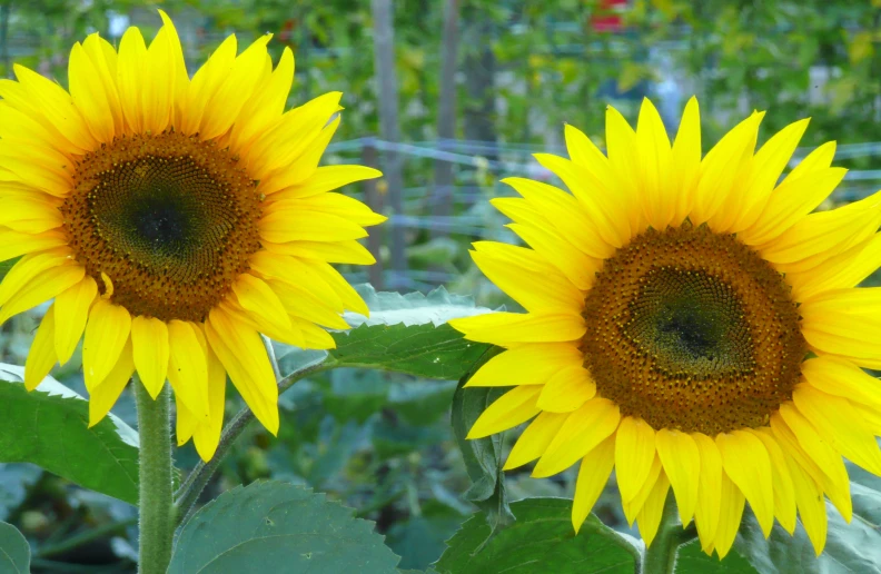 two very pretty large sunflowers with a green field